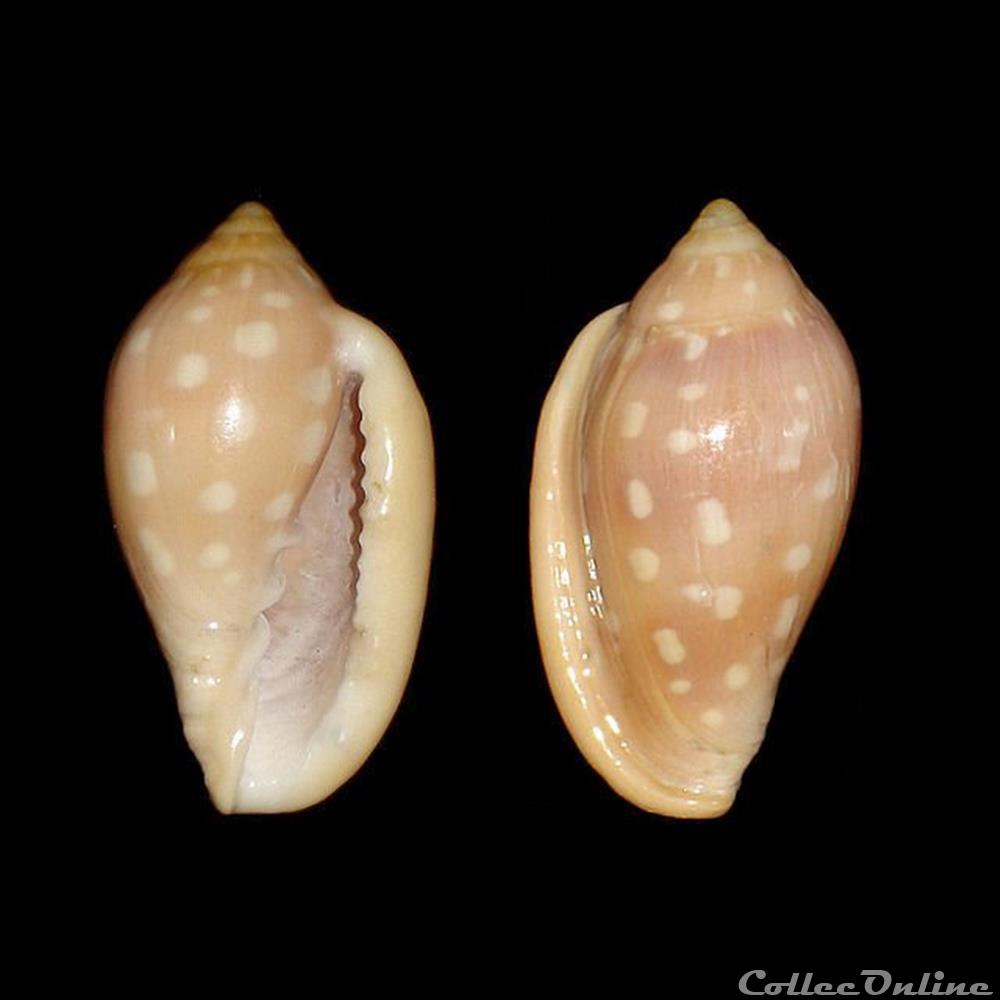 Marginellidae - Marginella sebastiani (Marche & Rosso, 1979) coquillages fossiles gastropoda marginellidae marginella sebastiani marche rosso 1979