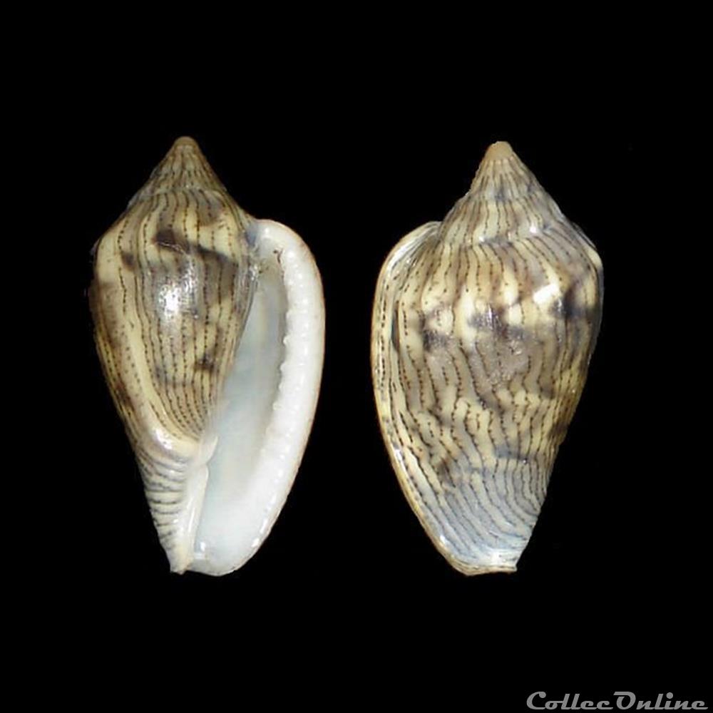 Marginellidae - Glabella adansoni (Kiener, 1834) coquillages fossiles gastropoda marginellidae glabella adansoni kiener 1834