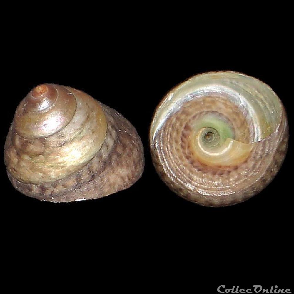 Turbinidae - Tegula excavata (Lamarck, 1822) coquillages fossiles gastropoda turbinidae tegula excavata lamarck 1822