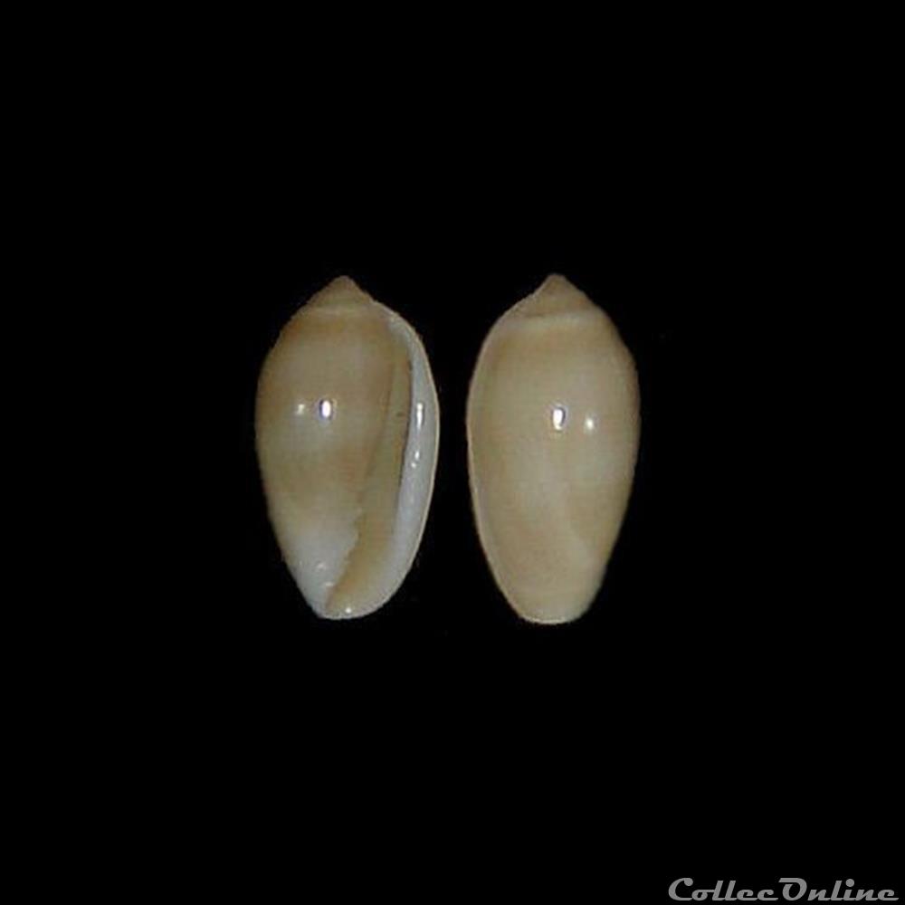 Marginellidae - Volvarina monilis (Linné, 1758) coquillage fossile gastropodum marginellidae volvarina monilis linne 1758