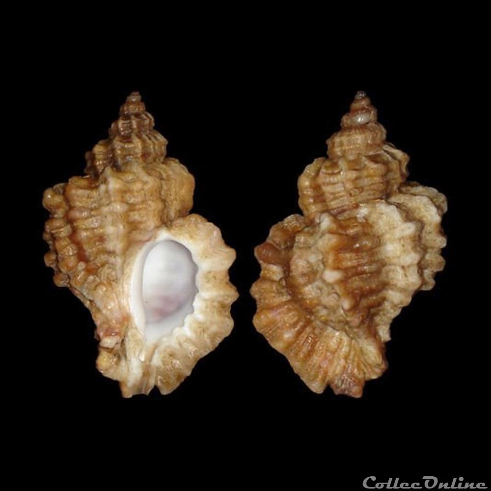 Muricidae - Ocenebra erinaceus (Linné, 1758) coquillages fossiles gastropoda muricidae ocenebra erinaceus linne 1758