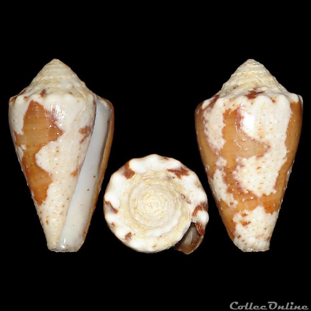 Conidae - Stephanoconus regius (Gmelin, 1791) coquillages fossiles gastropoda conidae stephanoconus regius gmelin 1791