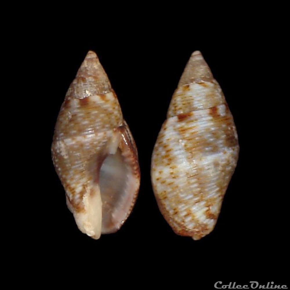 Pisaniidae - Pisania striata (Gmelin, 1791) coquillage fossile gastropodum pisaniidae pisania striata gmelin 1791
