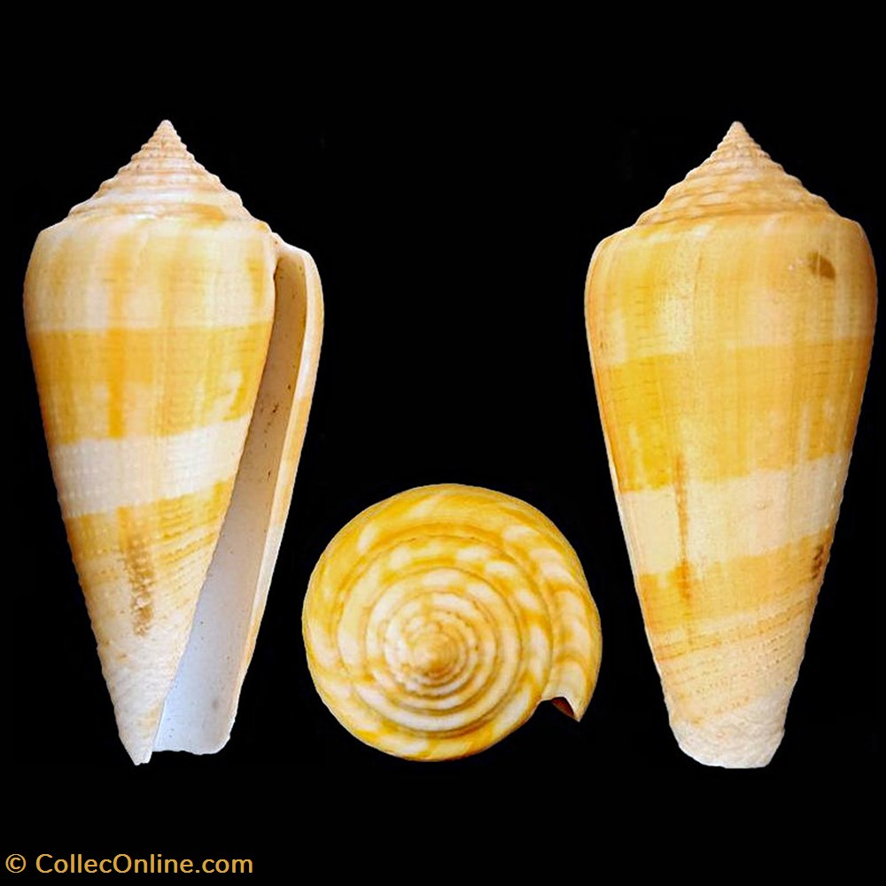 coquillages fossiles gastropoda pionoconus daullei crosse 1858