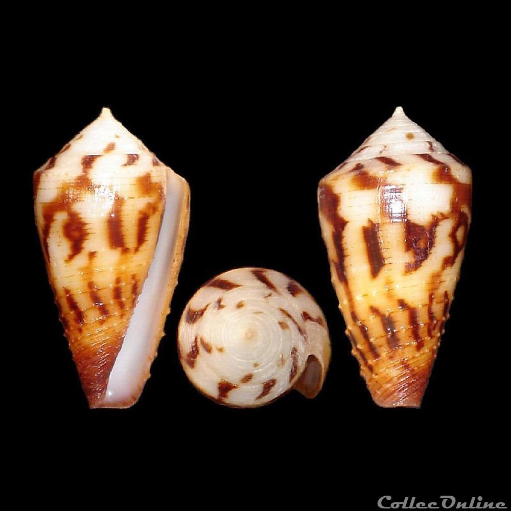 Strategoconus (Vituliconus) striatellus f. lictor (Boivin, 1864) coquillages fossiles gastropoda strategoconus vituliconus striatellus f lictor boivin 1864