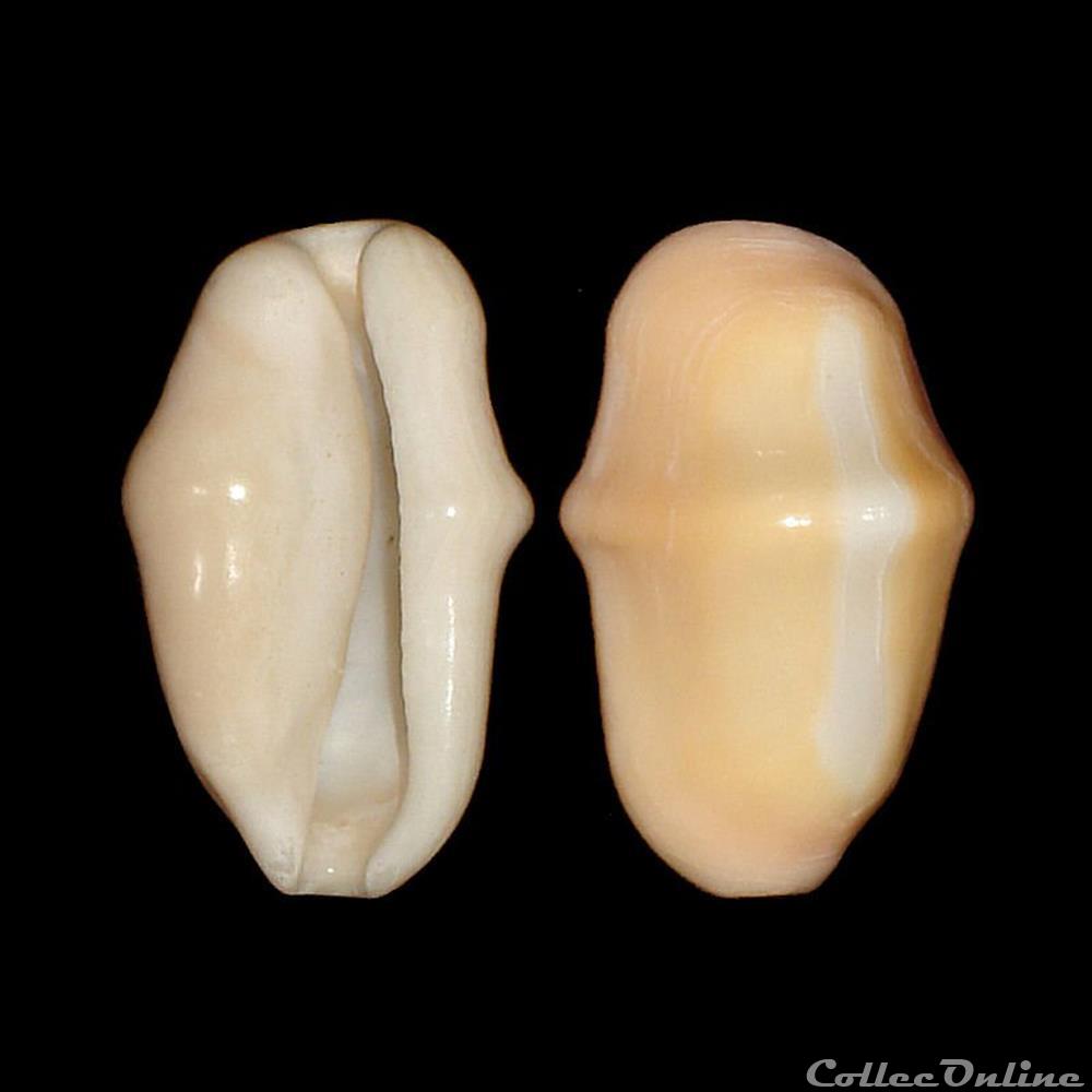 Ovulidae - Cyphoma gibbosum (Linné, 1758) coquillages fossiles gastropoda ovulidae cyphoma gibbosum linne 1758