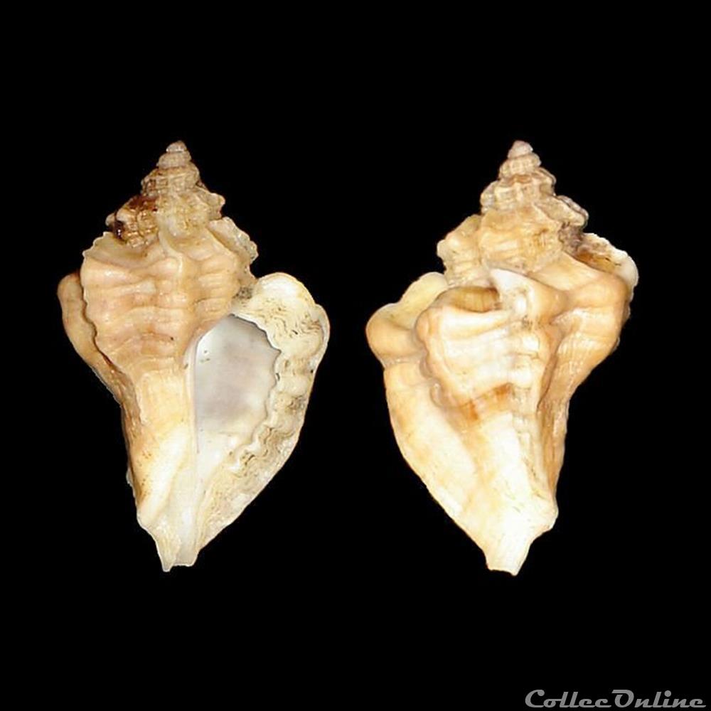 Muricidae - Ocenebra erinaceus (Linné, 1758) coquillages fossiles gastropoda muricidae ocenebra erinaceus linne 1758
