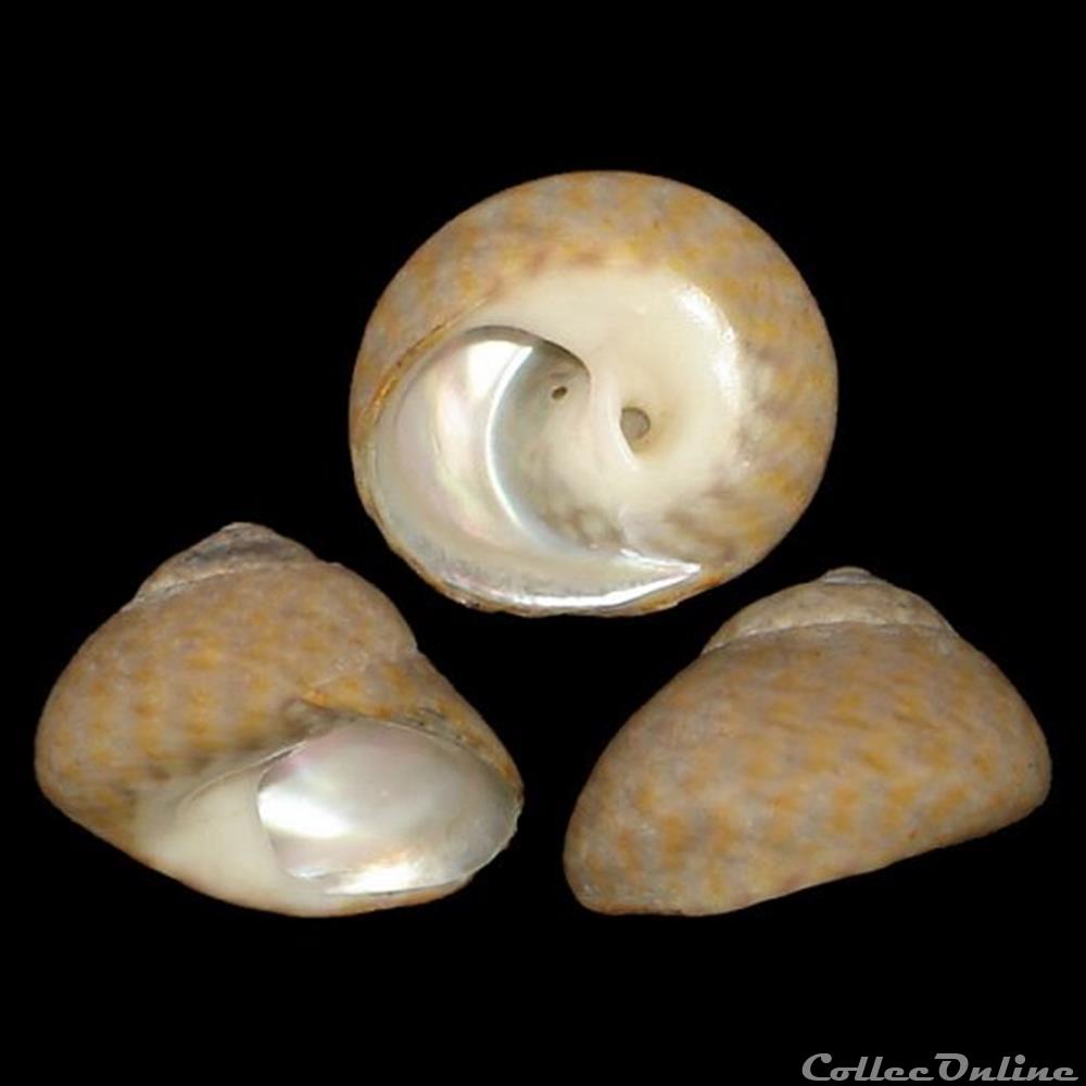 coquillage fossile gastropodum trochidae phorcus richardi payraudeau 1826
