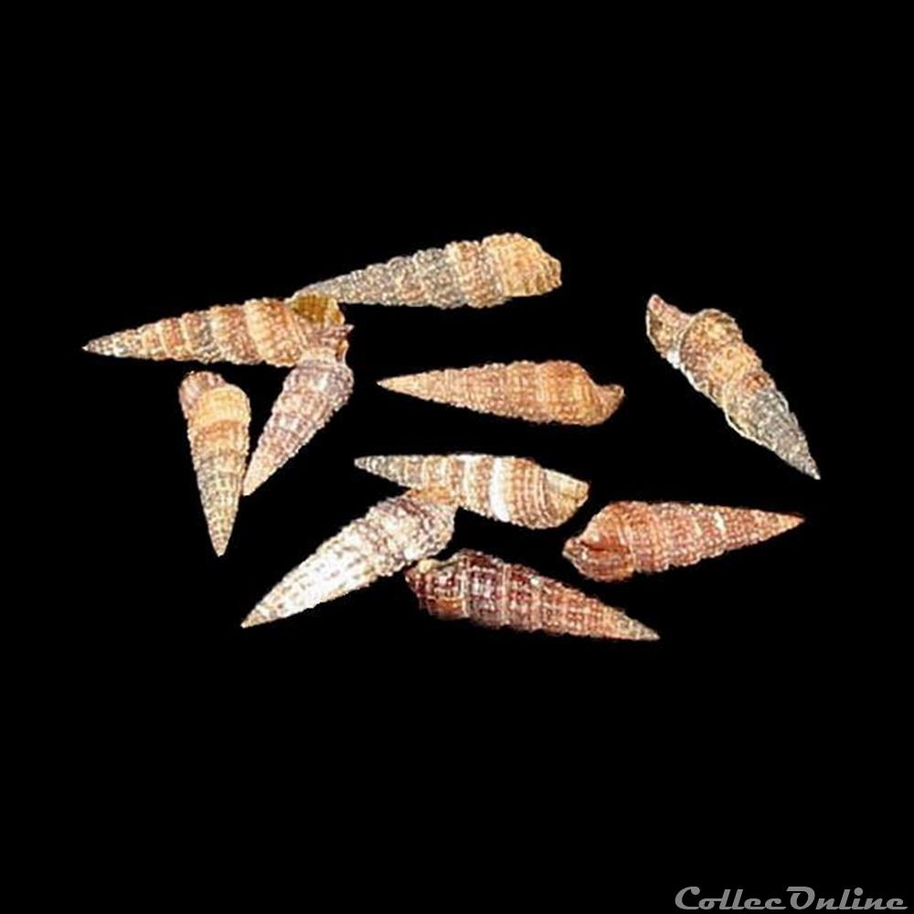 Cerithiidae - Bittium reticulatum (da Costa, 1778) coquillage fossile gastropodum cerithiidae bittium reticulatum da costa 1778