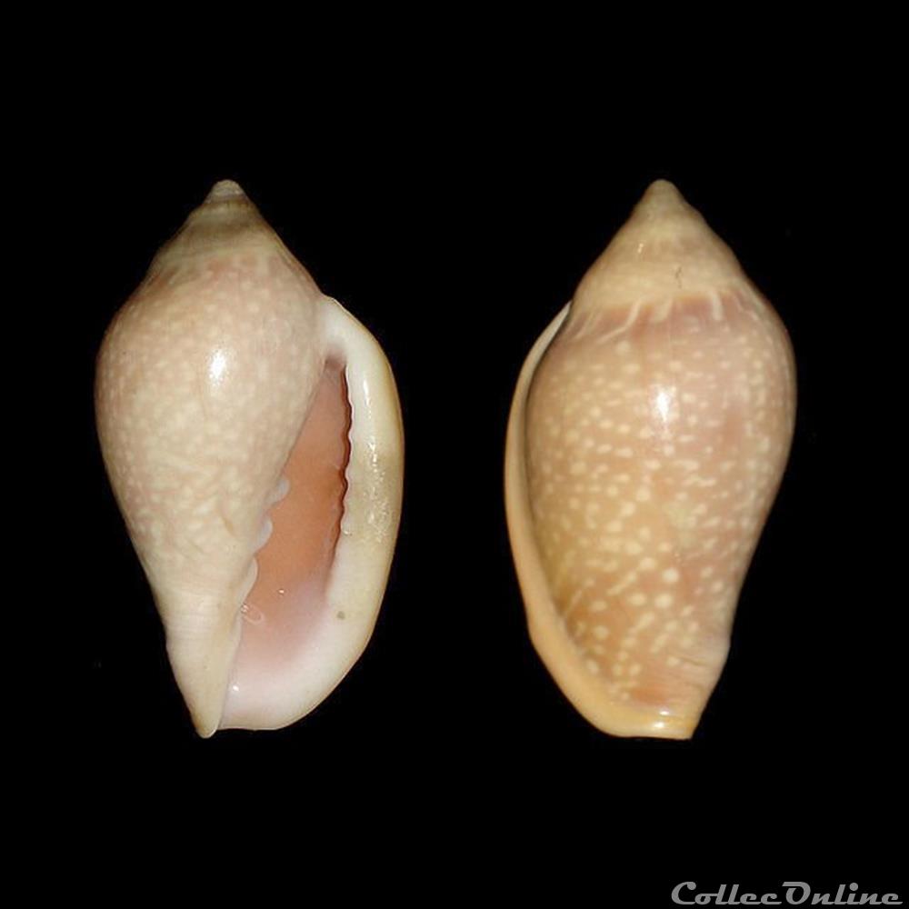 Marginellidae - Marginella glabella (Linné, 1758) coquillages fossiles gastropoda marginellidae marginella glabella linne 1758