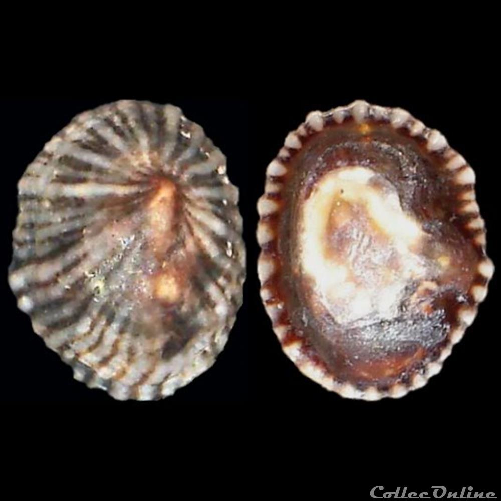 Siphonariidae - Siphonaria pectinata (Linné, 1758) coquillages fossiles gastropoda siphonariidae siphonaria pectinata linne 1758