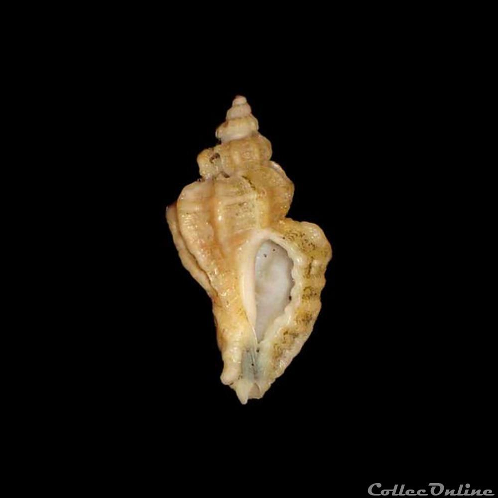Muricidae - Ocenebra erinaceus (Linné, 1758) coquillages fossiles gastropoda muricidae ocenebra erinaceus linne 1758