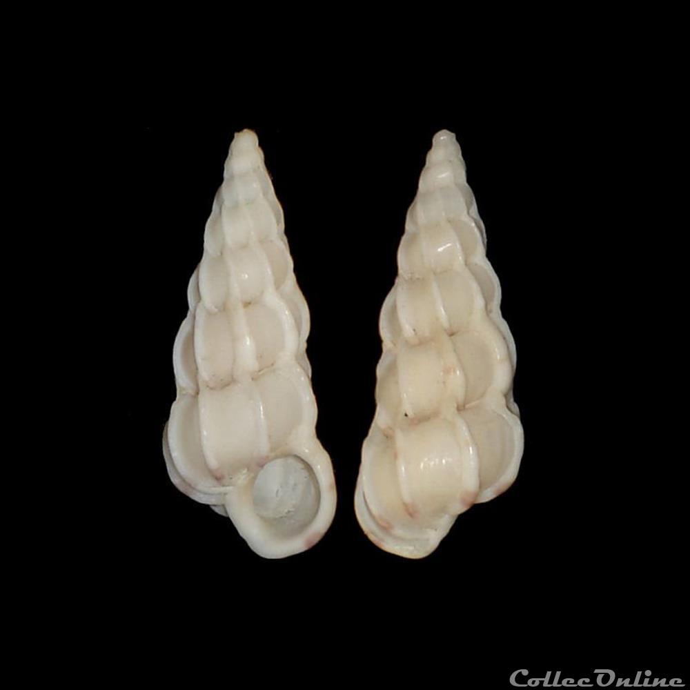Epitoniidae - Gyroscala commutata (Monterosato, 1877) coquillages fossiles gastropoda epitoniidae gyroscala commutata monterosato 1877