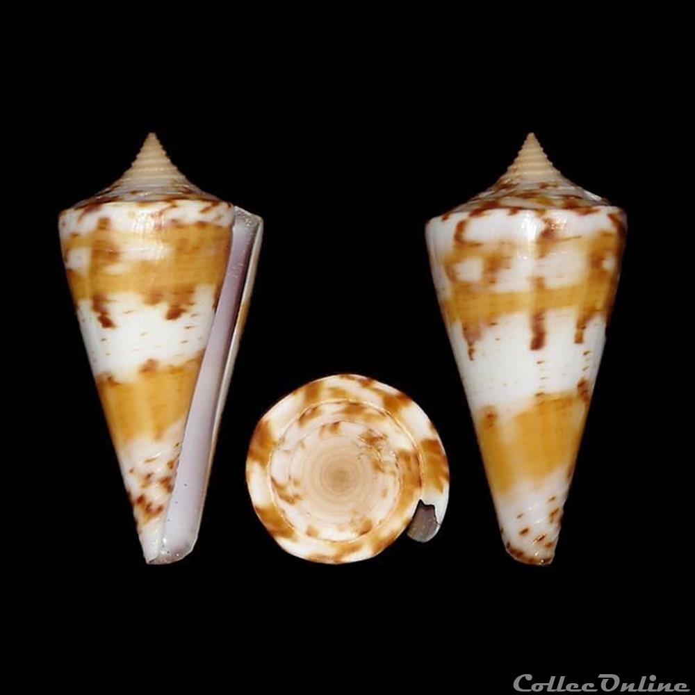 Kioconus Ongoconus Voluminalis Reeve Coquillages Fossiles