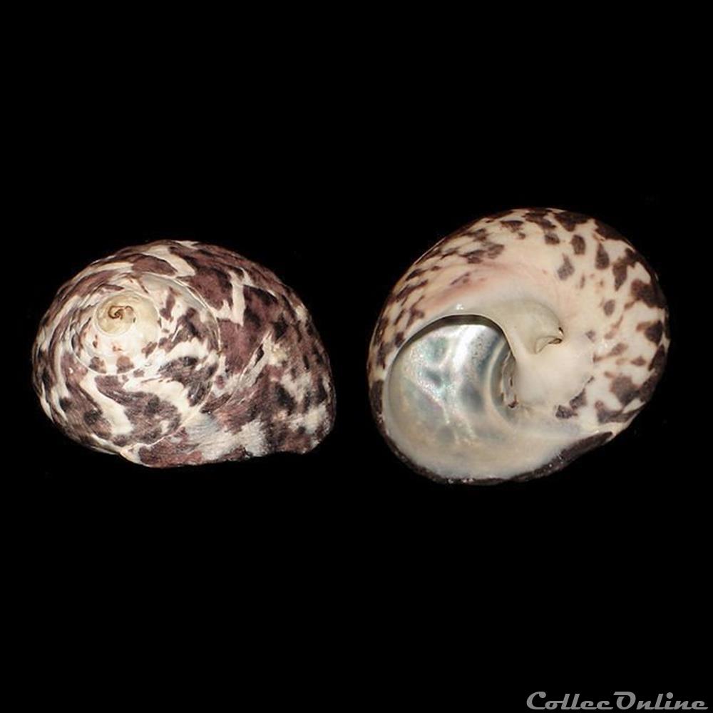 Tegulidae - Cittarium pica (Linné, 1758) coquillages fossiles gastropoda tegulidae cittarium pica linne 1758