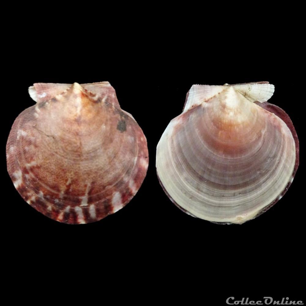 Pectinidae - Lissochlamys exotica (Holten, 1802) coquillages fossiles bivalvia pectinidae lissochlamys exotica holten 1802