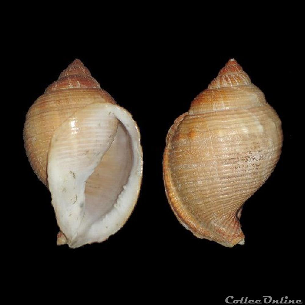 coquillages fossiles gastropoda cassidae galeodea echinophora linne 1758