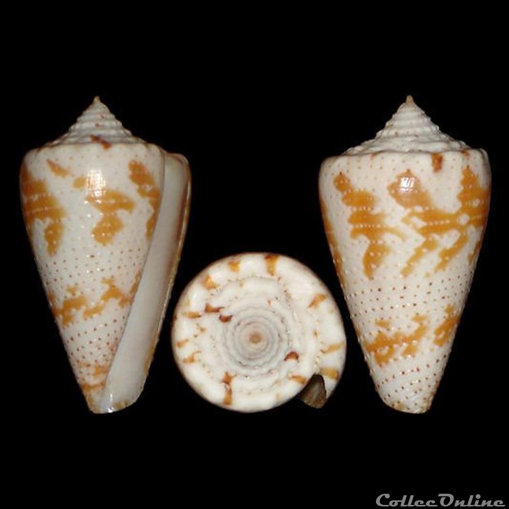 coquillages fossiles gastropoda conidae tenorioconus dominicanus hwass in bruguiere 1792