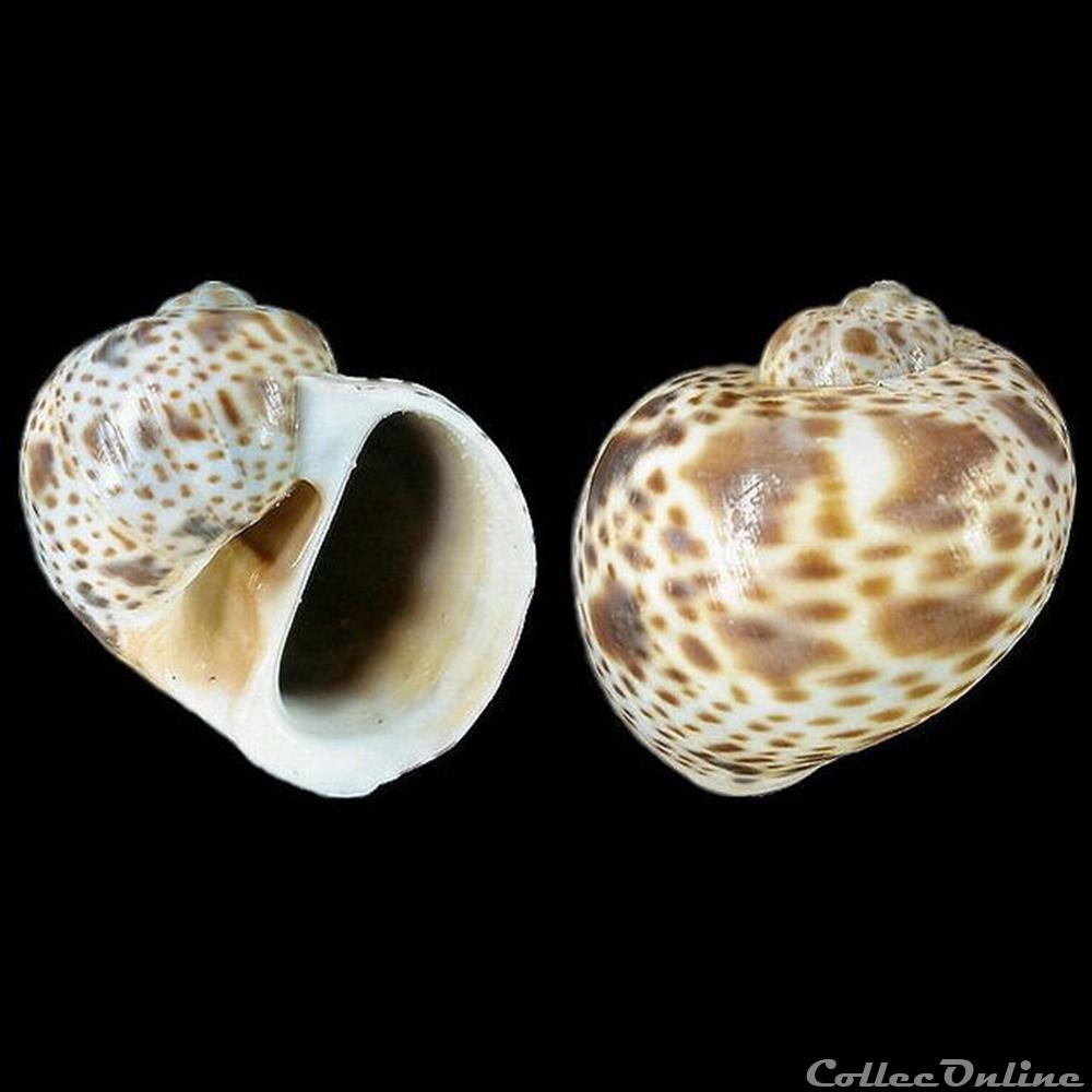 Naticidae - Natica multipunctata (Blainville, 1825) coquillages fossiles gastropoda naticidae natica multipunctata blainville 1825