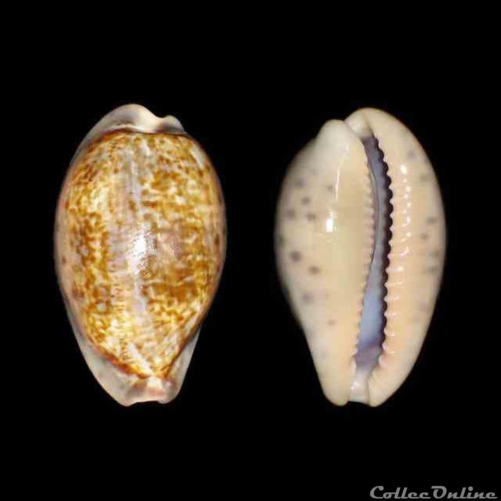 Cypraeidae - Zonaria zonaria (Gmelin, 1791) coquillages fossiles gastropoda cypraeidae zonaria zonaria gmelin 1791