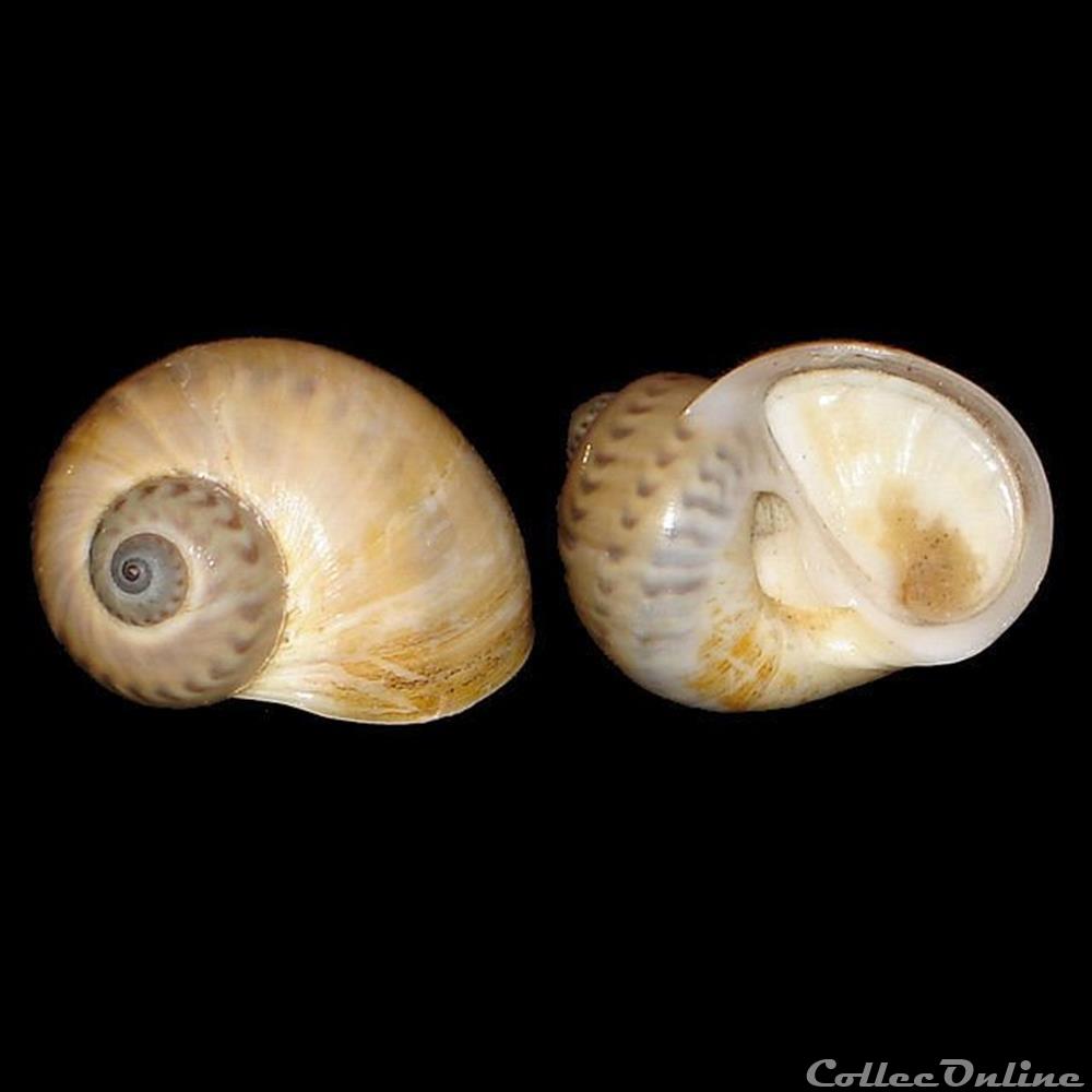 Naticidae - Natica marochiensis (Gmelin, 1791) coquillages fossiles gastropoda naticidae natica marochiensis gmelin 1791