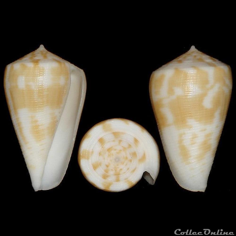 Eremiconus limpusi (Röckel & Korn, 1990) coquillages fossiles gastropoda eremiconus limpusi rockel korn 1990