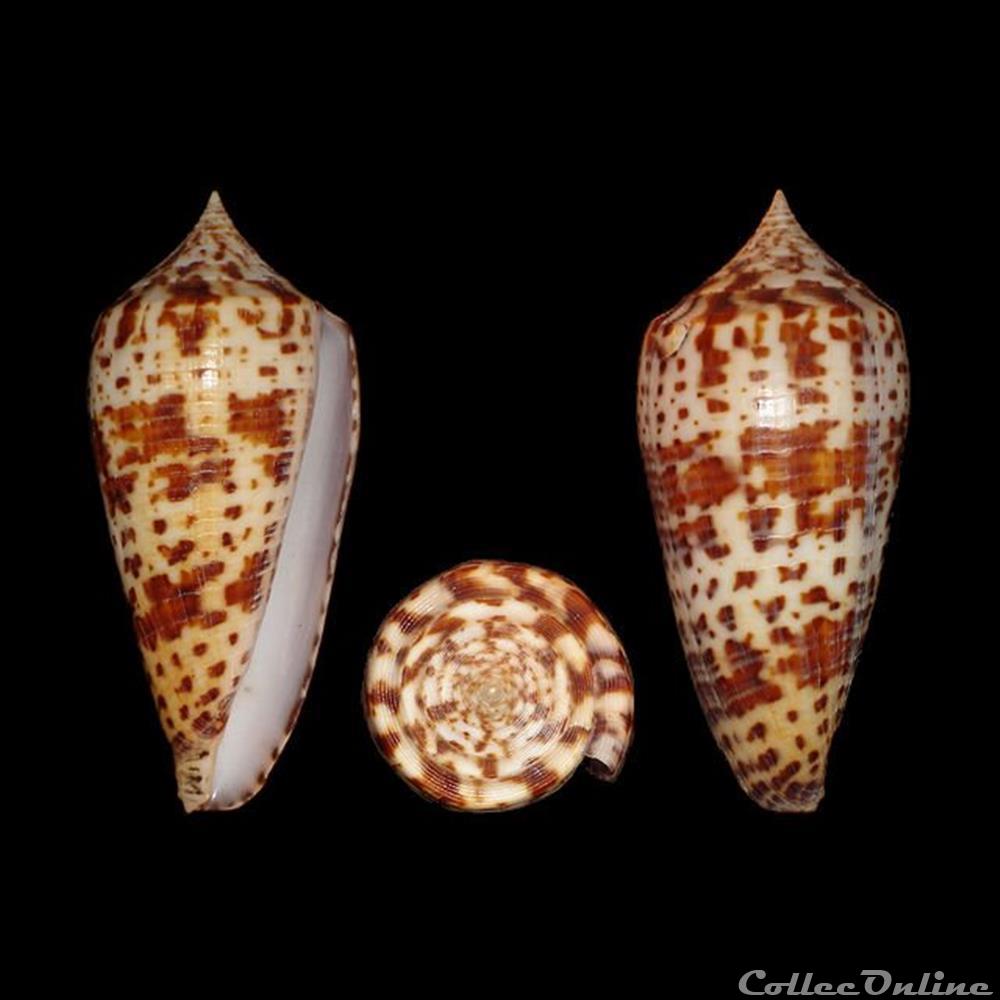 Phasmoconus (Phasmoconus) lynceus (Sowerby II, 1858) coquillages fossiles gastropoda phasmoconus phasmoconus lynceus sowerby ii 1858