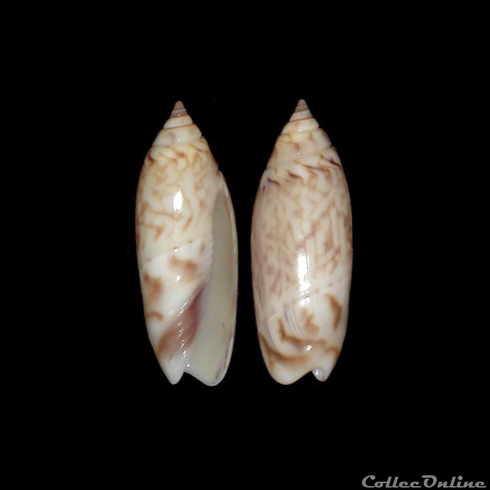Olividae - Agaronia acuminata boavistensis (Burnay & Conceição, 1986) coquillages fossiles gastropoda olividae agaronia acuminata boavistensis burnay conceicao 1986