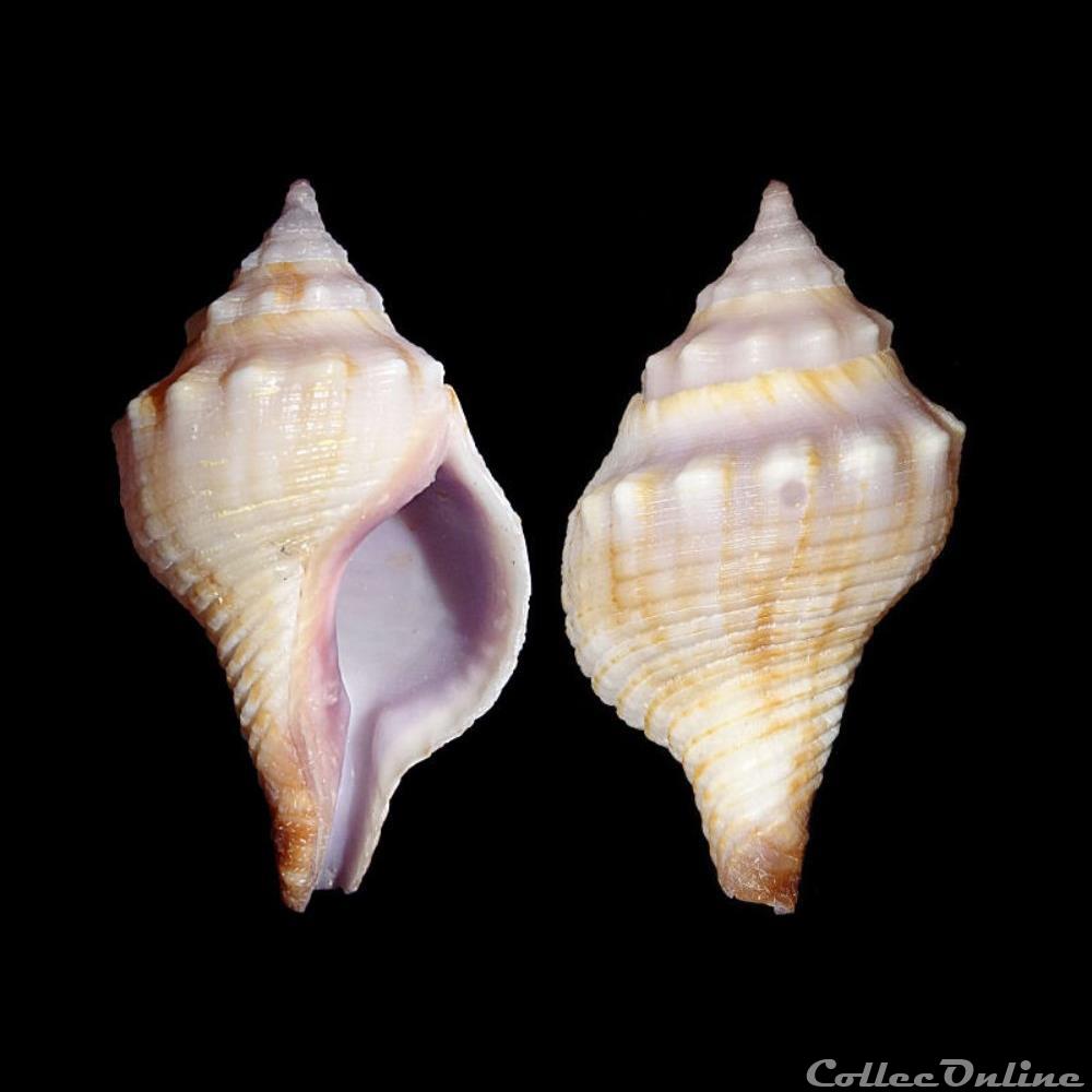 coquillages fossiles gastropoda buccinidae afer lansbergisi delsaerdt 1993