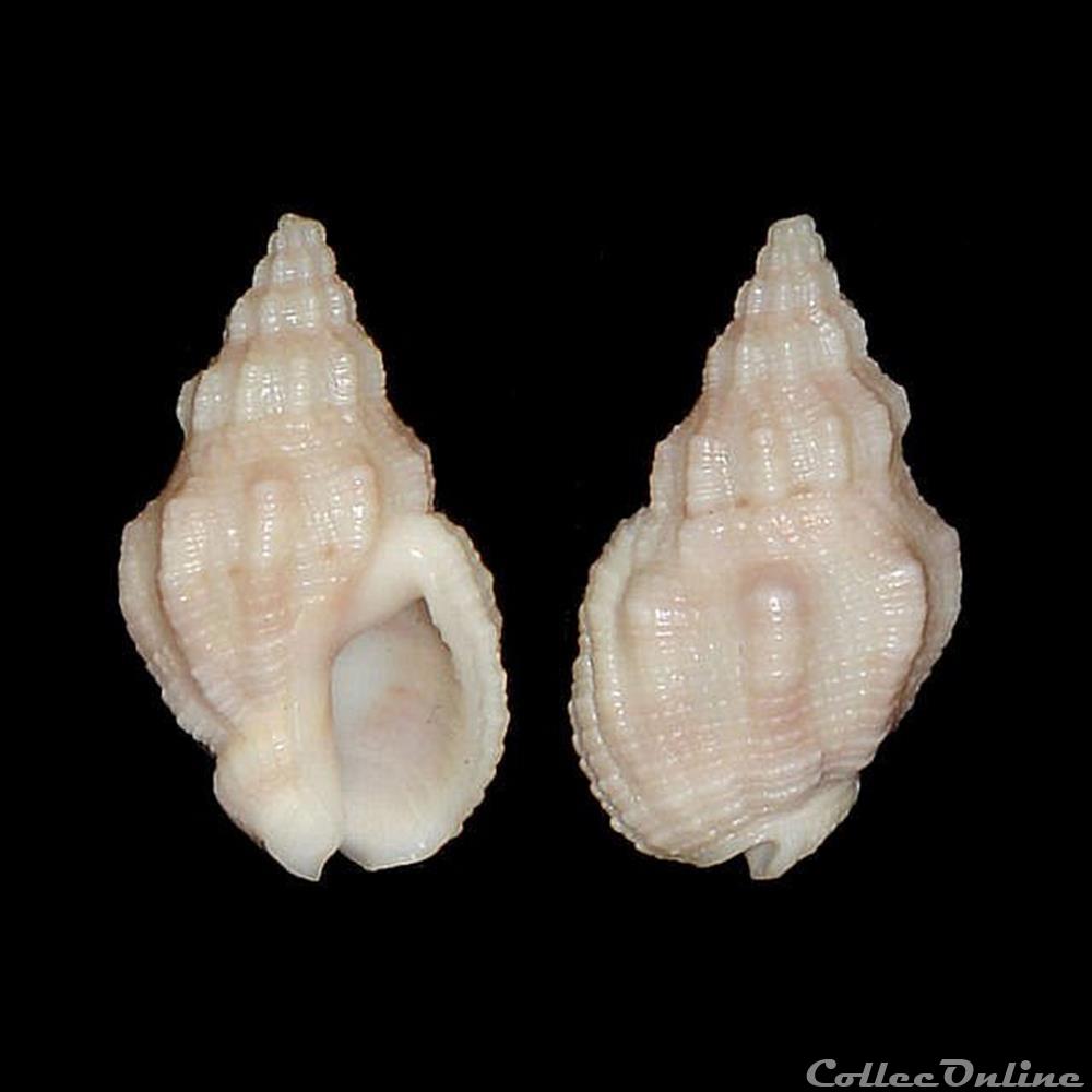 Nassariidae Photinae - Engoniophos unicinctus (Say, 1826) coquillages fossiles gastropoda nassariidae photinae engoniophos unicinctus say 1826