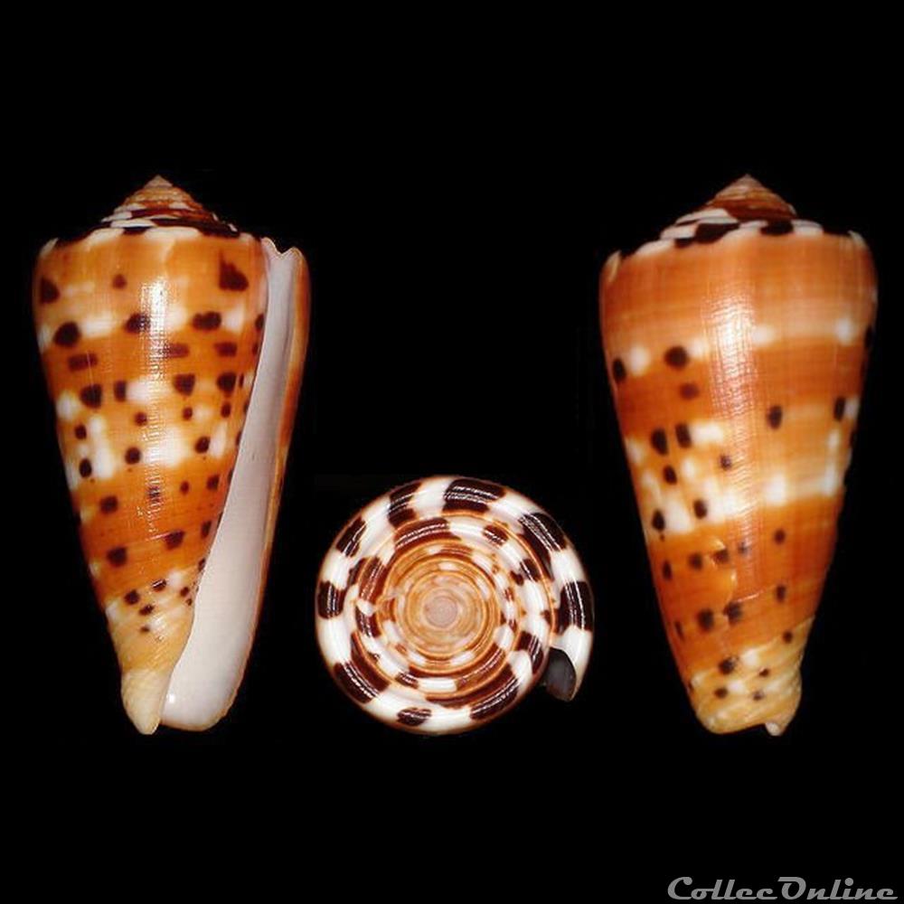 Pionoconus barthelemyi (Bernardi, 1861) coquillages fossiles gastropoda pionoconus barthelemyi bernardi 1861