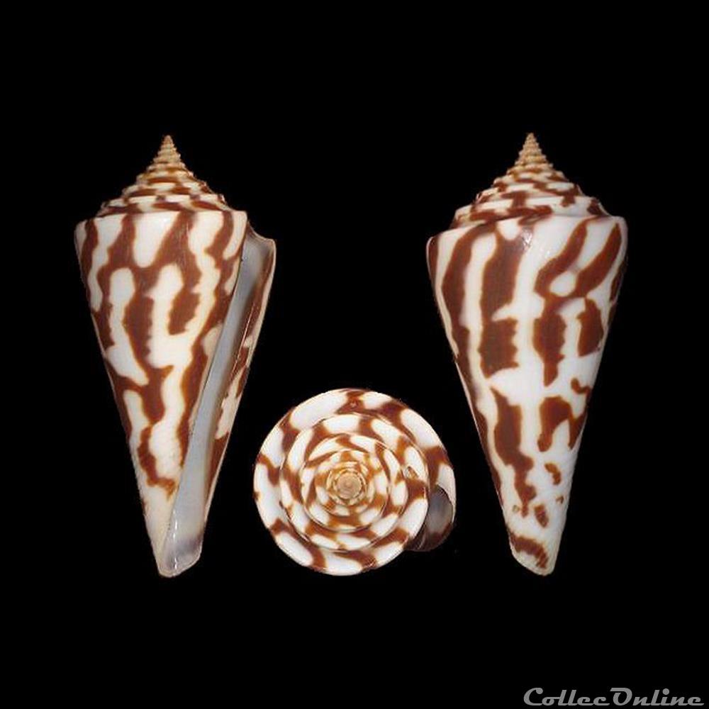 Kohniconus emarginatus (Reeve, 1844) coquillages fossiles gastropoda kohniconus emarginatus reeve 1844
