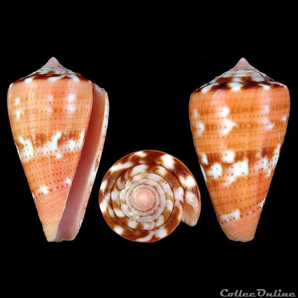 Dauciconus (Dauciconus) vittatus (Hwass in Bruguière, 1792) coquillages fossiles gastropoda dauciconus dauciconus vittatus hwass in bruguiere 1792