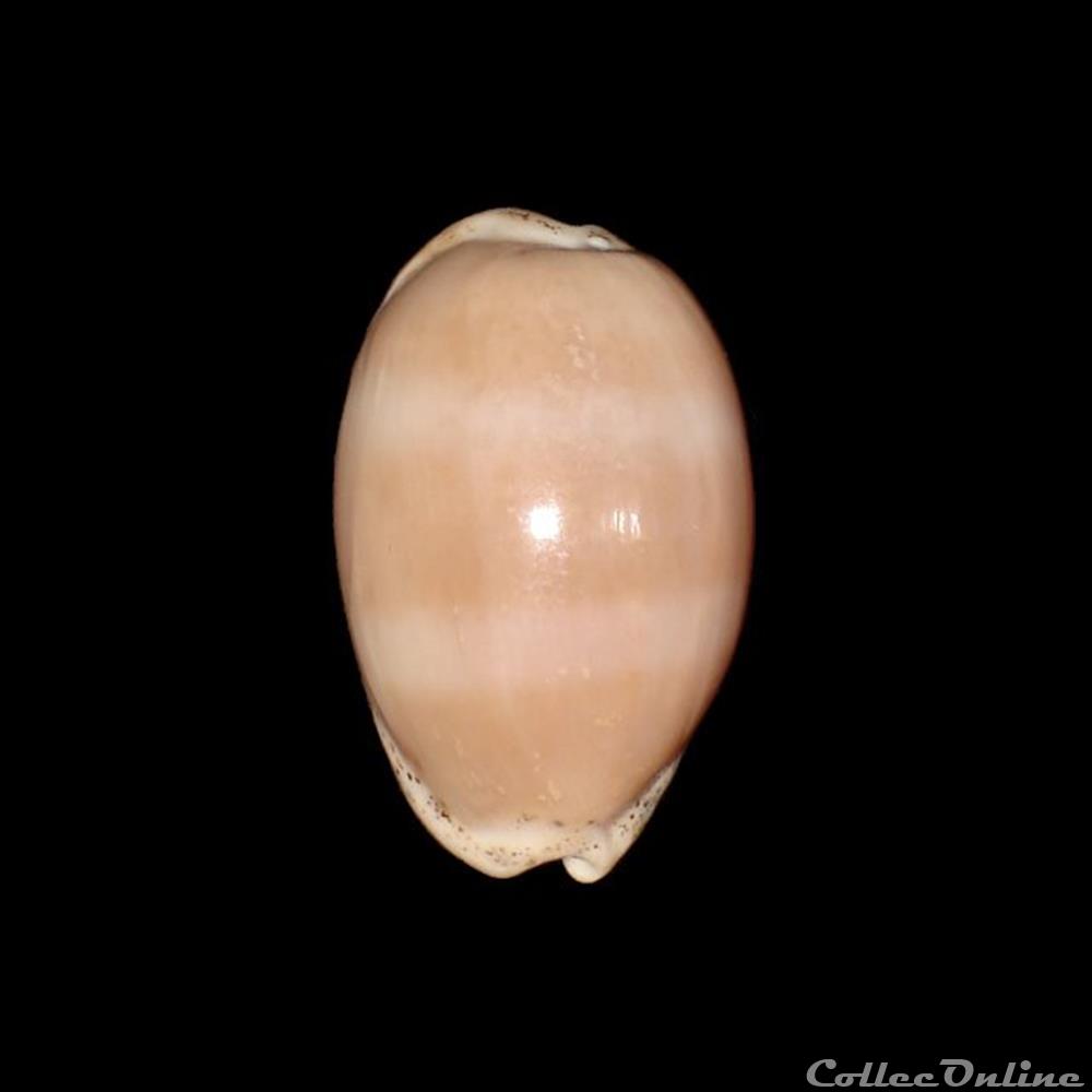 Cypraeidae - Luria cinerea (Gmelin, 1791) coquillages fossiles gastropoda cypraeidae luria cinerea gmelin 1791