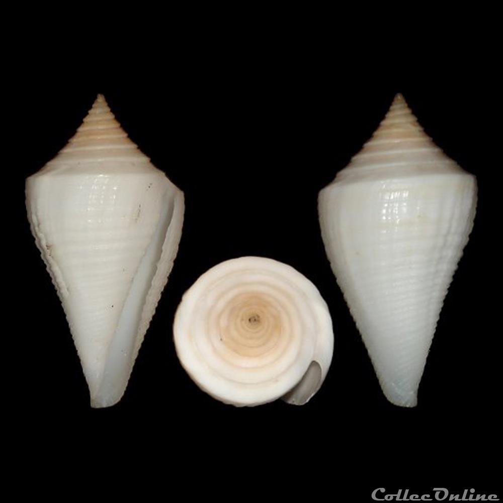 Dauciconus (Dauciconus) cancellatus (Hwass in Bruguière, 1792) coquillages fossiles gastropoda dauciconus dauciconus cancellatus hwass in bruguiere 1792