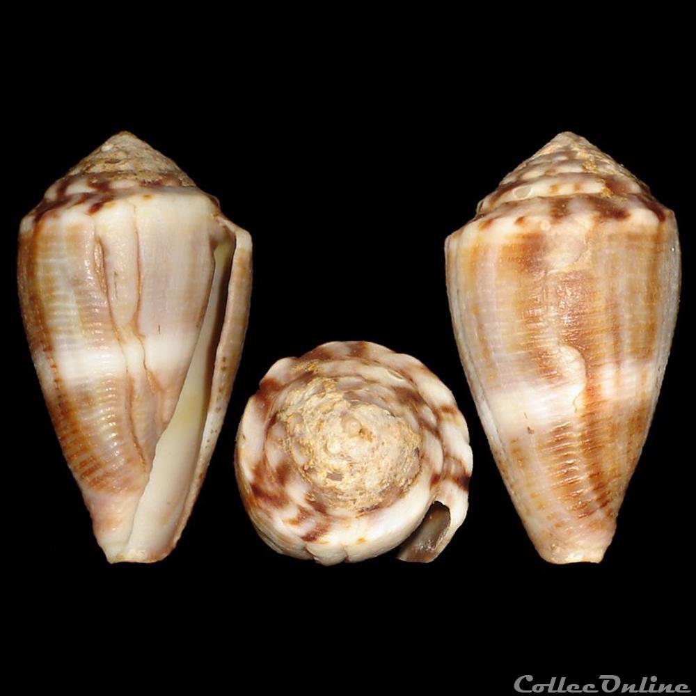 Conidae - Monteiroconus mus (Hwass in Bruguière, 1792) coquillages fossiles gastropoda conidae monteiroconus mus hwass in bruguiere 1792