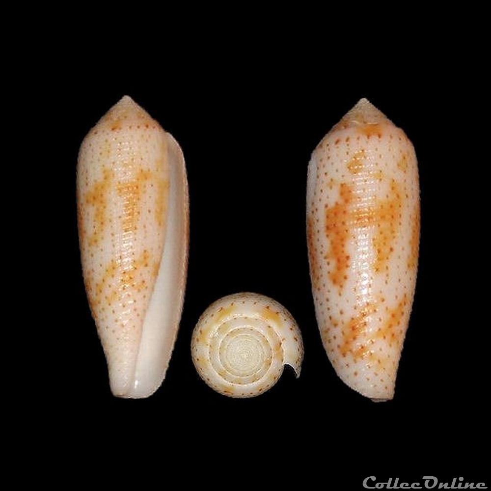 Hermes nussatellus (Linné, 1758) coquillages fossiles gastropoda hermes nussatellus linne 1758