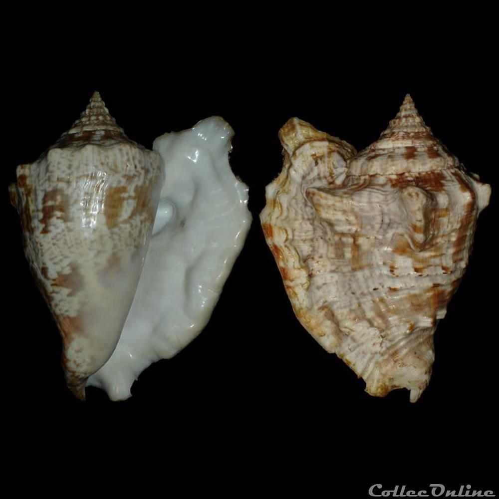 Strombidae - Lobatus raninus (Gmelin, 1791) coquillages fossiles gastropoda strombidae lobatus raninus gmelin 1791