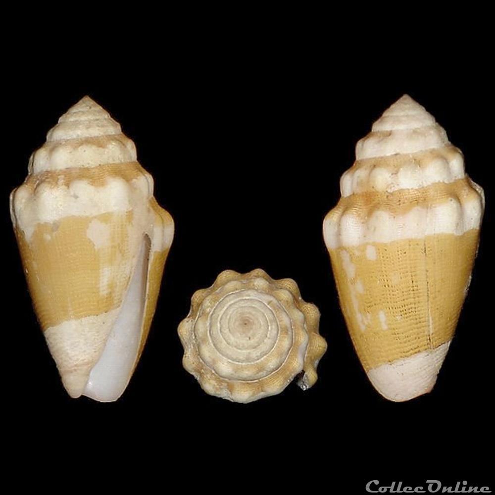 Virroconus dorreensis (Péron, 1807) coquillages fossiles gastropoda virroconus dorreensis peron 1807