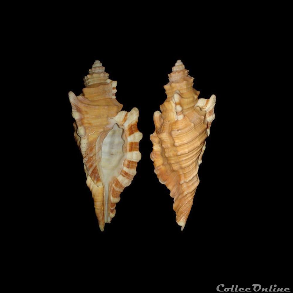 Cymatiidae - Cymatium femorale (Linné, 1758) coquillages fossiles gastropoda cymatiidae cymatium femorale linne 1758
