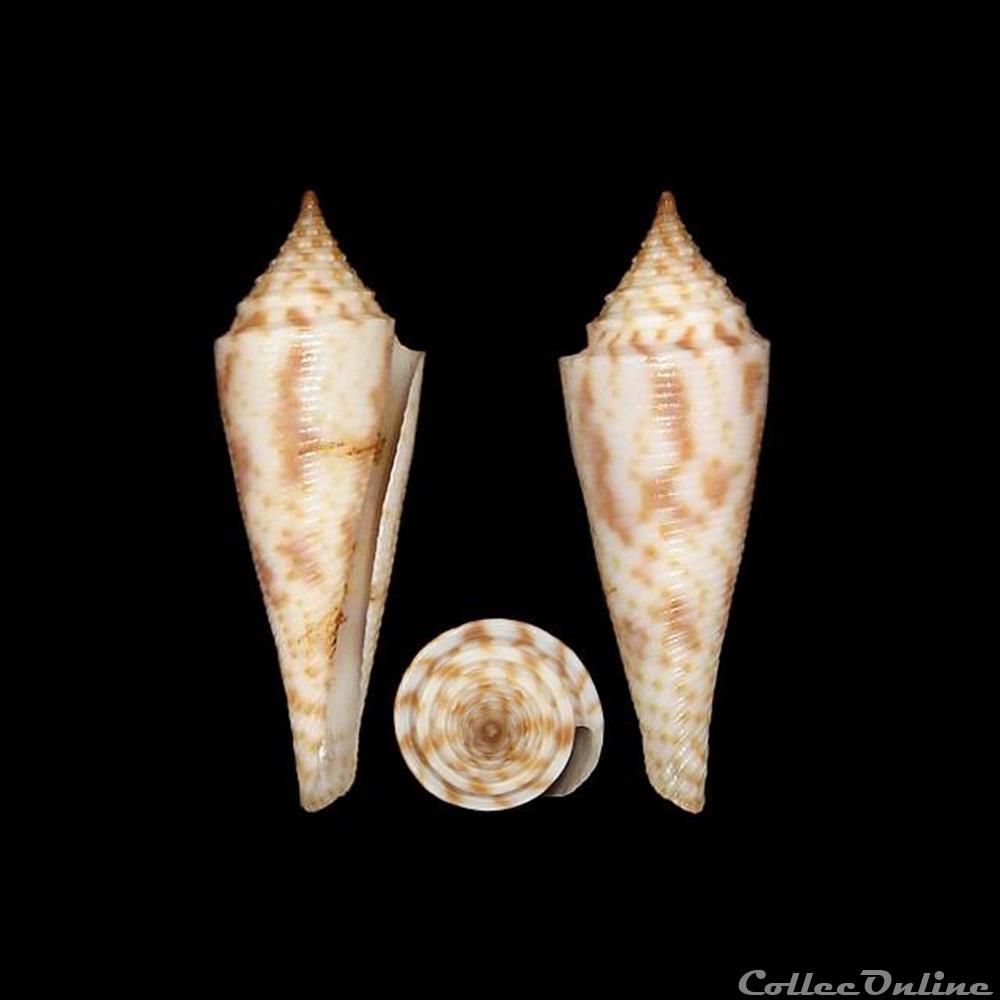 Fusiconus (Fusiconus) longurionis (Kiener, 1845) coquillages fossiles gastropoda fusiconus fusiconus longurionis kiener 1845