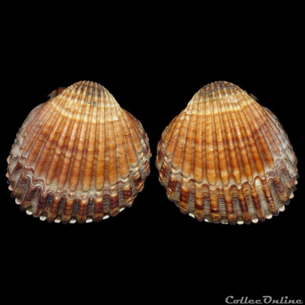 coquillages fossiles bivalvia cardiidae acanthocardia tuberculata linne 1758
