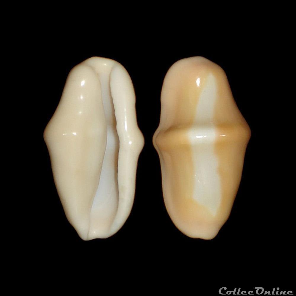 Ovulidae - Cyphoma gibbosum (Linné, 1758) coquillages fossiles gastropoda ovulidae cyphoma gibbosum linne 1758