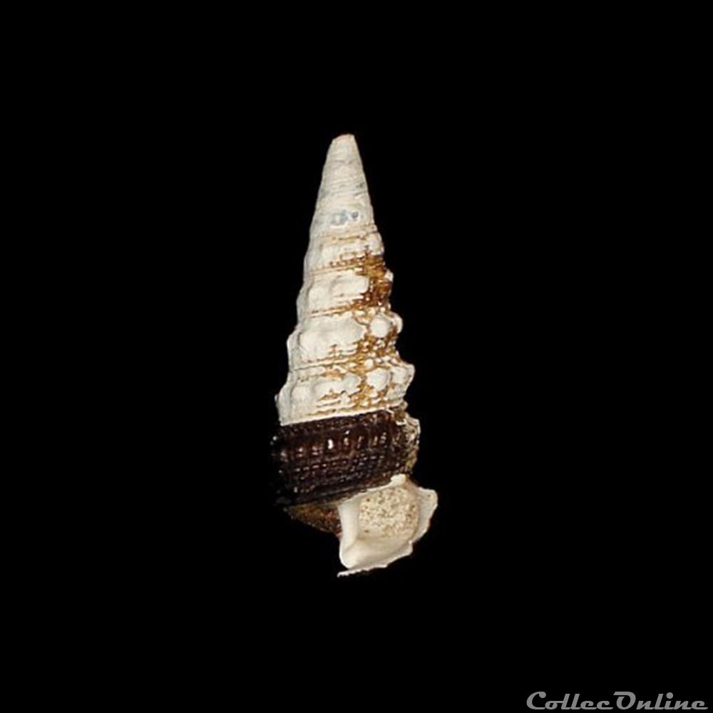 coquillages fossiles gastropoda potamididae tympanotonos fuscatus linnaeus 1758