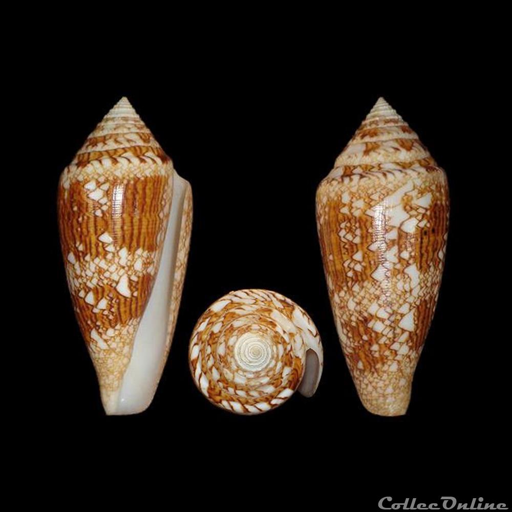 Cylinder telatus (Reeve, 1848) coquillages fossiles gastropoda cylinder telatus reeve 1848