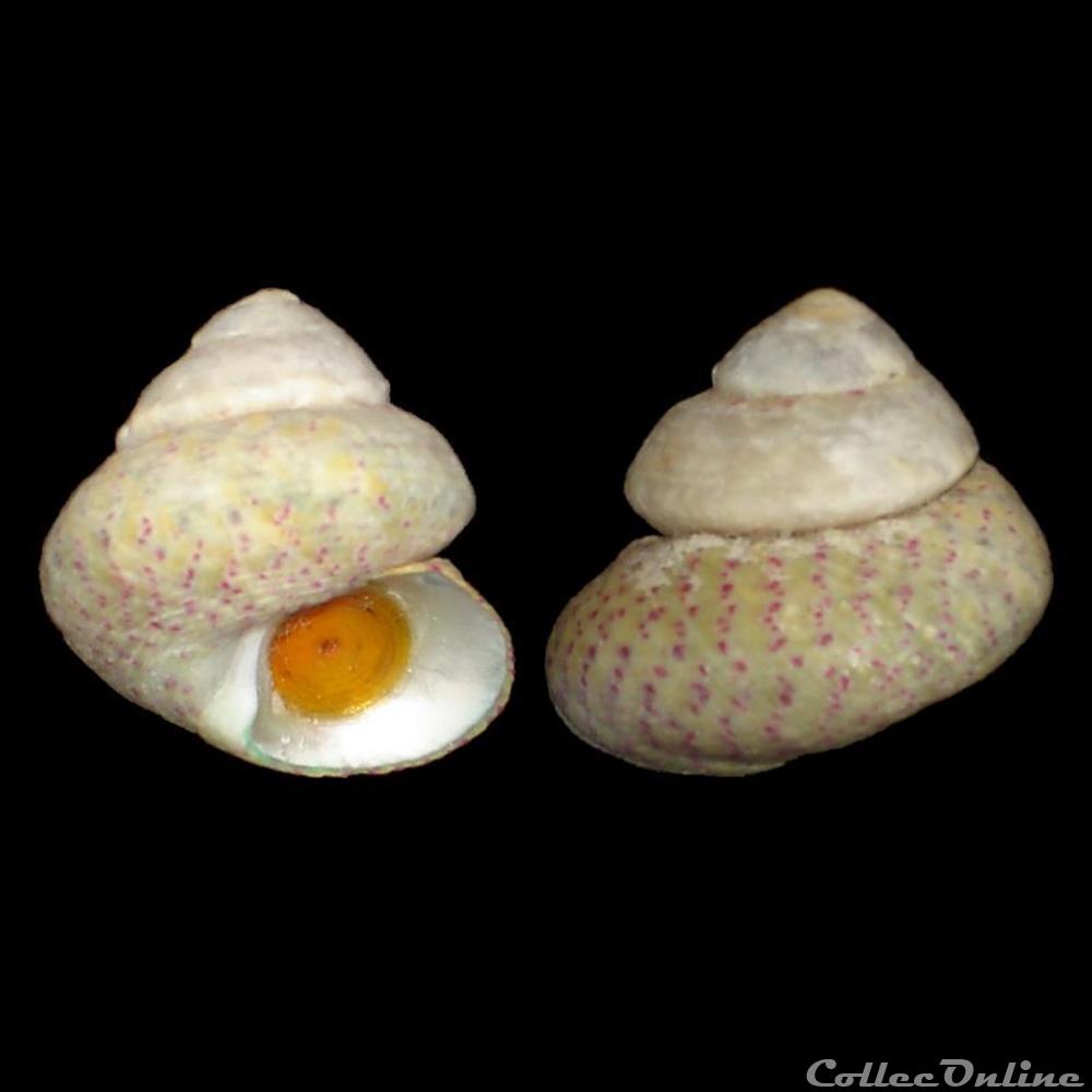Trochidae - Steromphala divaricata (Linnaeus, 1758) coquillages fossiles gastropoda trochidae steromphala divaricata linnaeus 1758