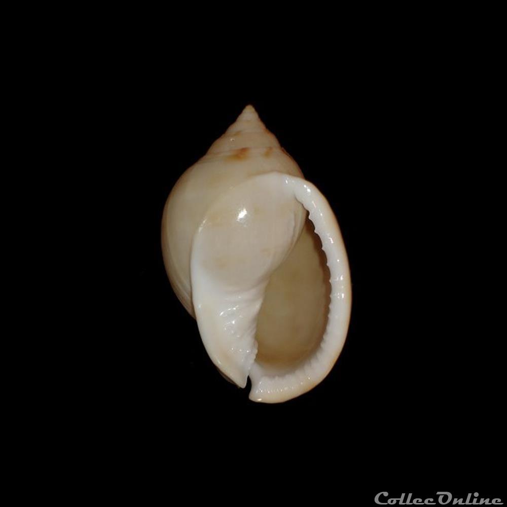 Cassidae - Semicassis granulata (Born, 1778) coquillages fossiles gastropoda cassidae semicassis granulata born 1778