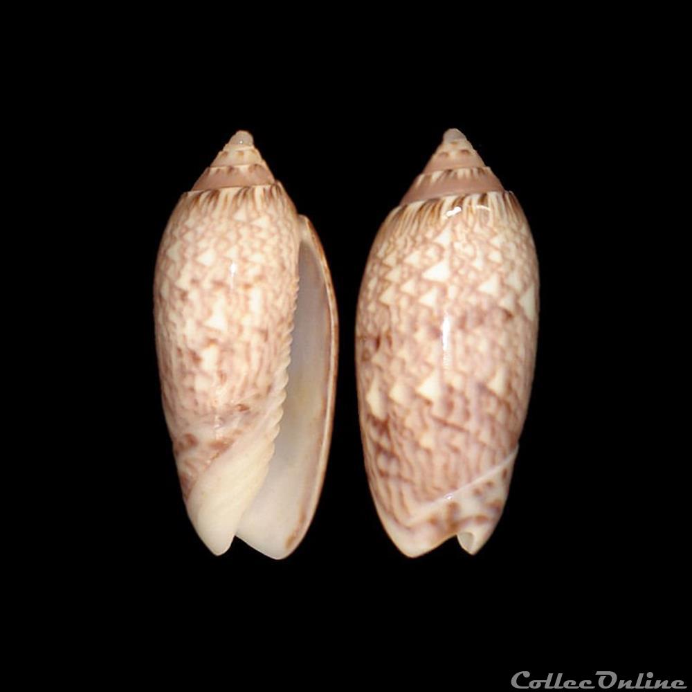Olividae - Americoliva reticularis (Lamarck, 1811) coquillages fossiles gastropoda olividae americoliva reticularis lamarck 1811