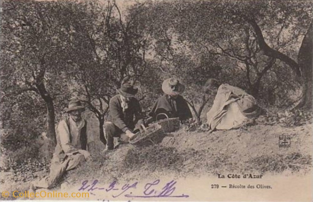 cartes postales europe france recolte des olives