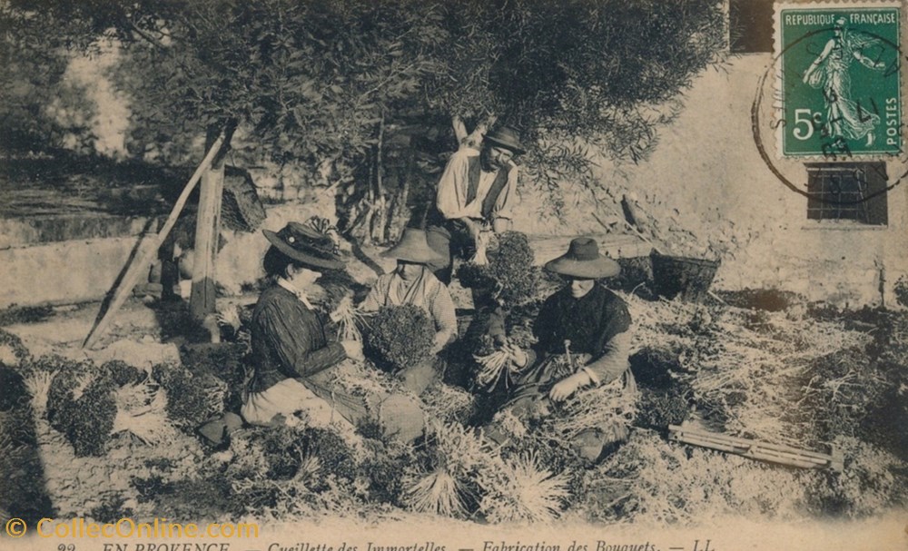 "Cueillette des Immortelles, Fabrication des Bouquets" cartes postales europe france cueillette des immortelles fabrication des bouquets